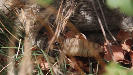 close-up macro: snake with large prey shakes rattle tail in bushes