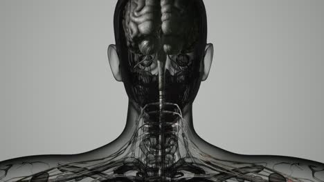 Cerebro-Y-Sistema-Nervioso-Del-Ser-Humano