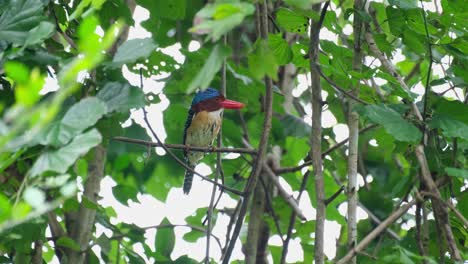 Mirando-Hacia-La-Derecha-Mientras-Está-Posado-En-Lo-Profundo-Del-Follaje,-Martín-Pescador-Anillado-Lacedo-Pulchella,-Parque-Nacional-Kaeng-Krachan,-Tailandia