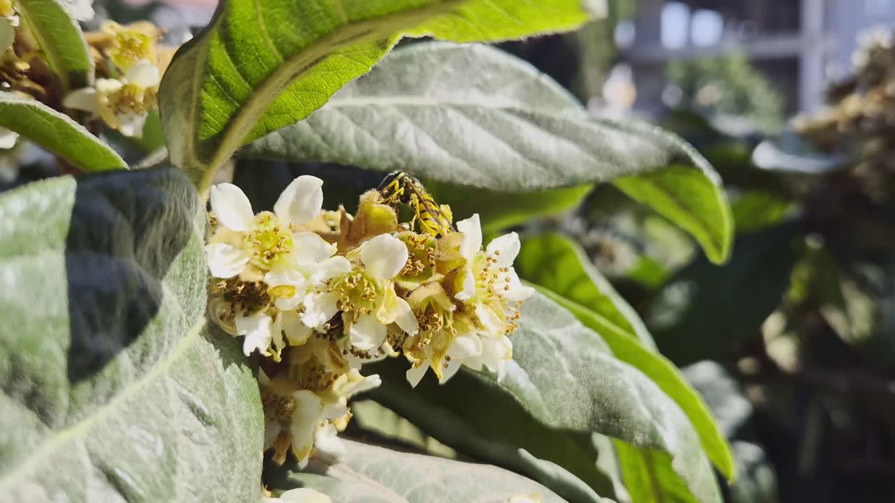 Bee collecting nectar from small white flowers among green leaves in daylight closeup