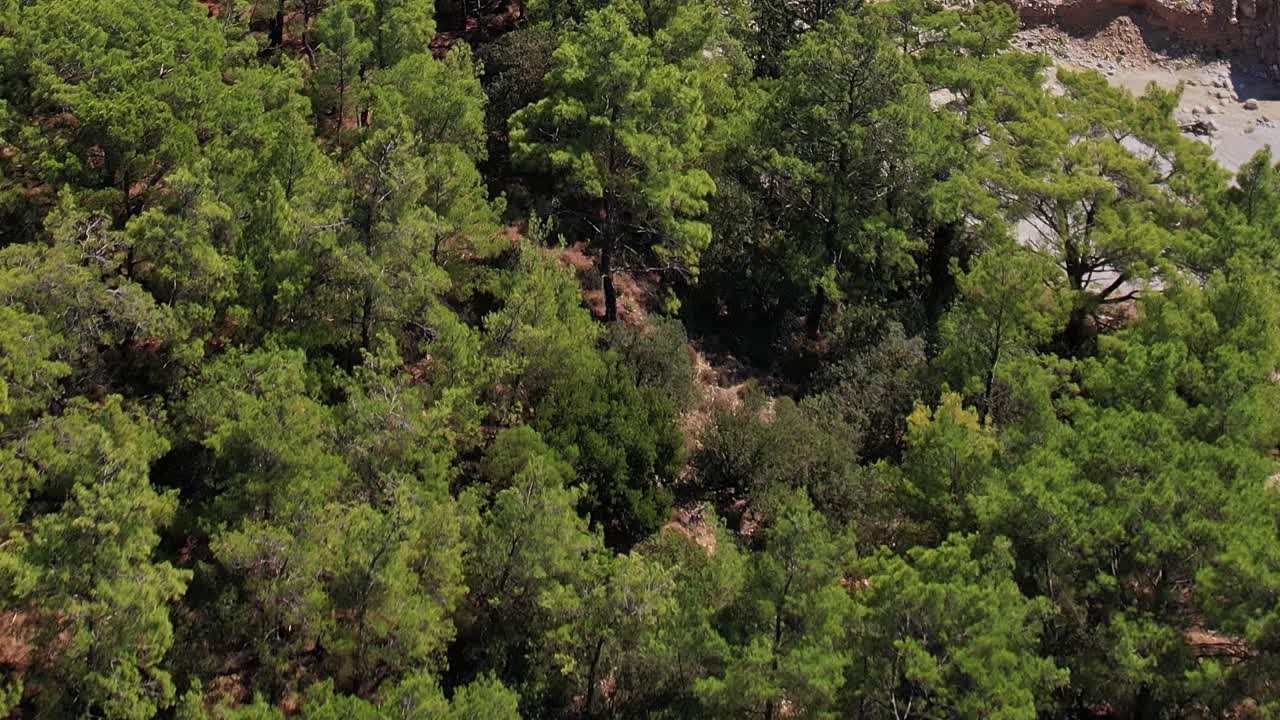 Nature scene in Rhodes, Greece showcasing green trees and plants