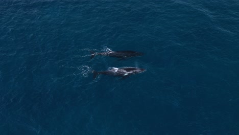 two humpback whales swimming in ocean waters