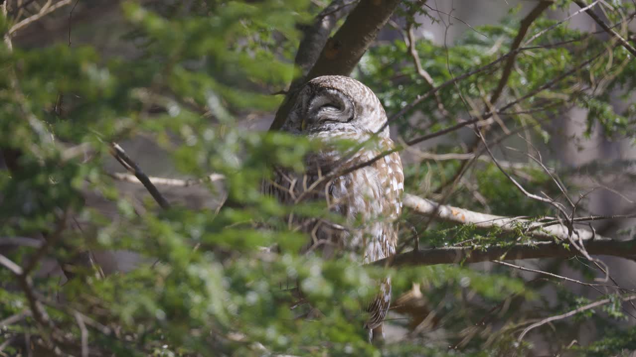 Un allocco barrato si posa tranquillamente su un ramo avvolto da un fitto fogliame, con la sua testa rotonda e gli occhi scuri che sbirciano tra le foglie in una foresta tranquilla
