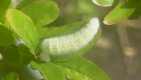 shot of a caterpillar making a nest in the green leaves