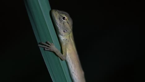 The-Oriental-Garden-Lizard-is-also-called-the-Eastern-Garden-Lizard,-Bloodsucker-and-Changeable-Lizard