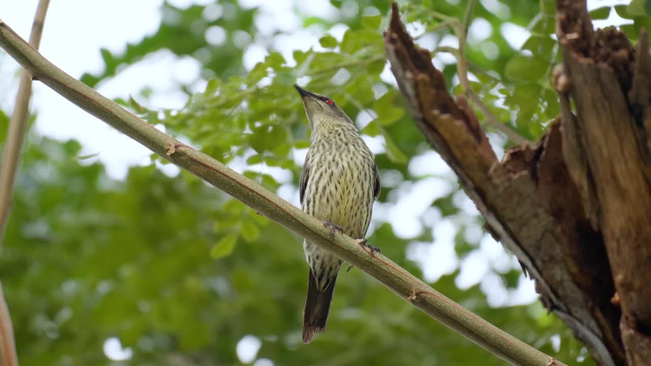 estornino brillante asiático joven inmaduro encaramado en la ramita en bosque