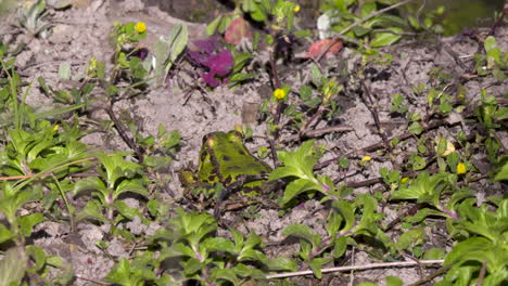 Reifer-Iberischer-Grüner-Frosch-An-Land-In-Der-Nähe-Des-Wassers