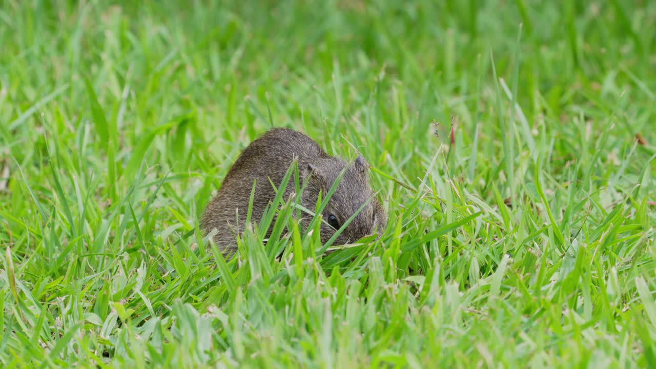 귀여운 작은 브라질 기니피그, 카비아 아페레아, 바닥에서 맛있는 신선한 녹색 풀을 먹고, 갑자기 주변에 경고하고 멀리 뛰어, pantanal 자연 지역, 남아메리카