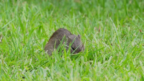 cute little brazilian guinea pig, cavia aperea eating delicious fresh green grass on the ground, suddenly alerted by the surroundings and hop away, pantanal natural region, south america