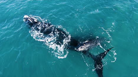 Ballena-Bebé-En-La-Cola-De-La-Madre-En-La-Superficie-Del-Mar-Turquesa---Toma-Aérea