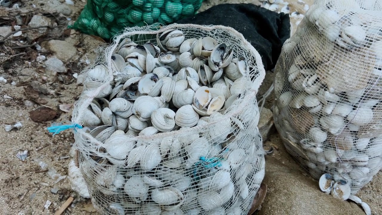 Closeup of fresh clams packed in mesh sack at seafood market in Huatulco, Mexico, showing assorted shells, fishing net bags and natural sandy ground