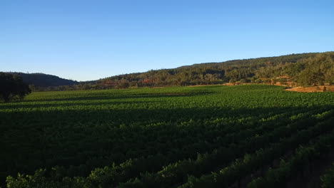 A-low-reveal-aerial-over-rows-of-vineyards-in-Northern-California's-Sonoma-County-