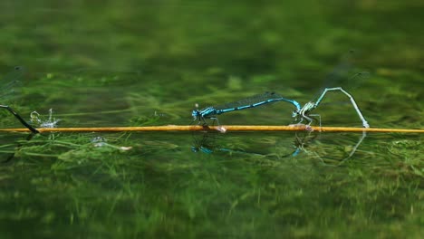 common blue damselflies forming mating wheel above water