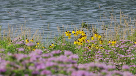 some beautiful wildflowers along the edge of a lake