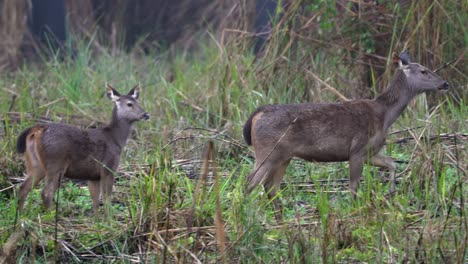 two sambar deer walking in the tall grass of the chitwan national park