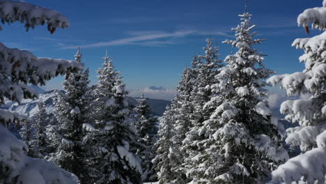 aerial shot flying very closely through snow covered pine trees on a sunny day