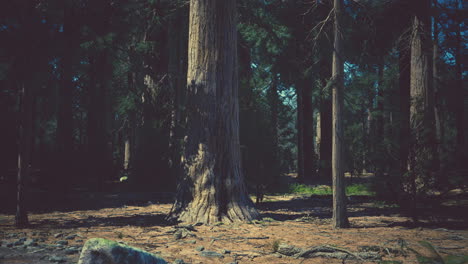 Early-morning-sunlight-in-the-Sequoias-of-Mariposa-Grove