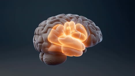 3d render of human brain with highlighted activity