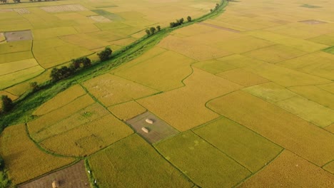 The-beauty-of-nature-has-blossomed-in-the-golden-crop-of-Bengal-i