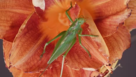 a close-up macro shot of a green great grasshopper eating an orange blossoming flower