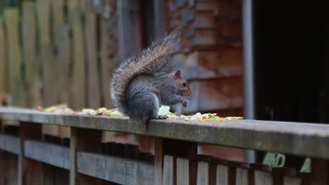 a close-up of two squirrels eating some leftover food together