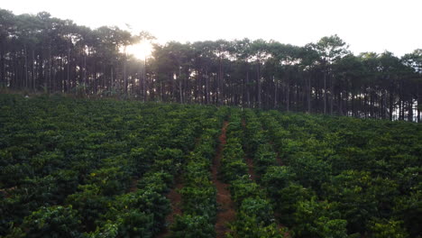 panning view with drone of coffee plantation and pine trees in the back