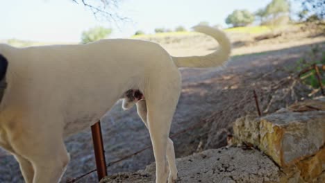 un perro callejero sin hogar en una escena rural de una aldea rural