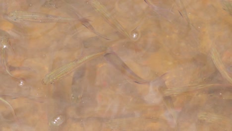 一群非常餓的小魚在爭取他們所給的食物,他們像瘋狂的湖泊中重覆對方. 慢動作b卷片