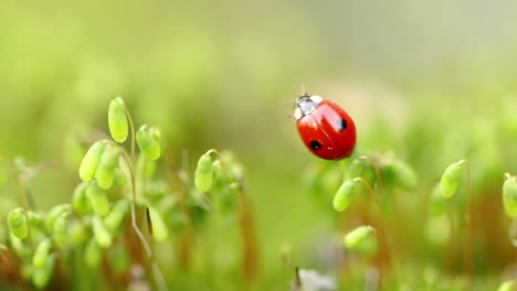 Close-up-wildlife-of-a-ladybug-in-the-green-grass-in-the-forest