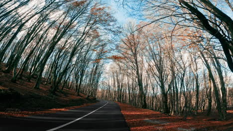 traveling by car on a mountain road with dry trees after autumn