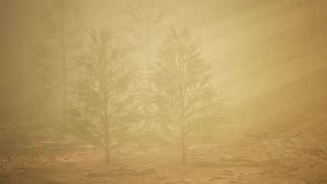 autumn forest and trees in morning fog
