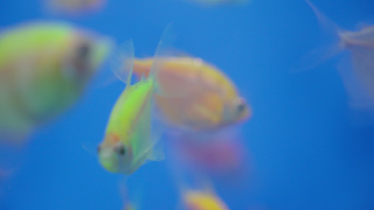 peces ornamentales en miniatura que muestran tonos vibrantes nadan con gracia dentro del acuario