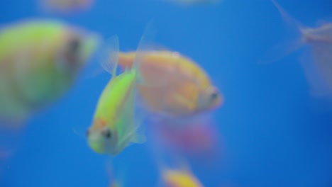 miniature ornamental fish displaying vibrant hues swim gracefully within the aquarium