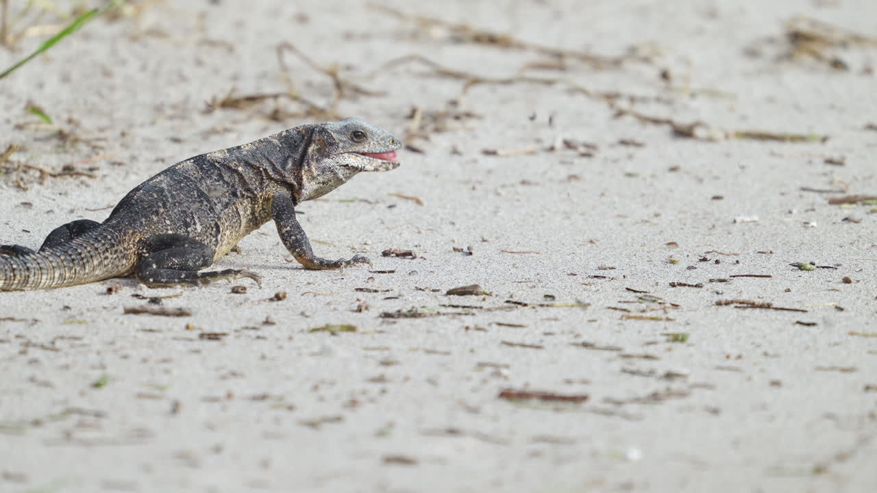 Iguana Feeding and Eating Sand Fleas on Beach 21