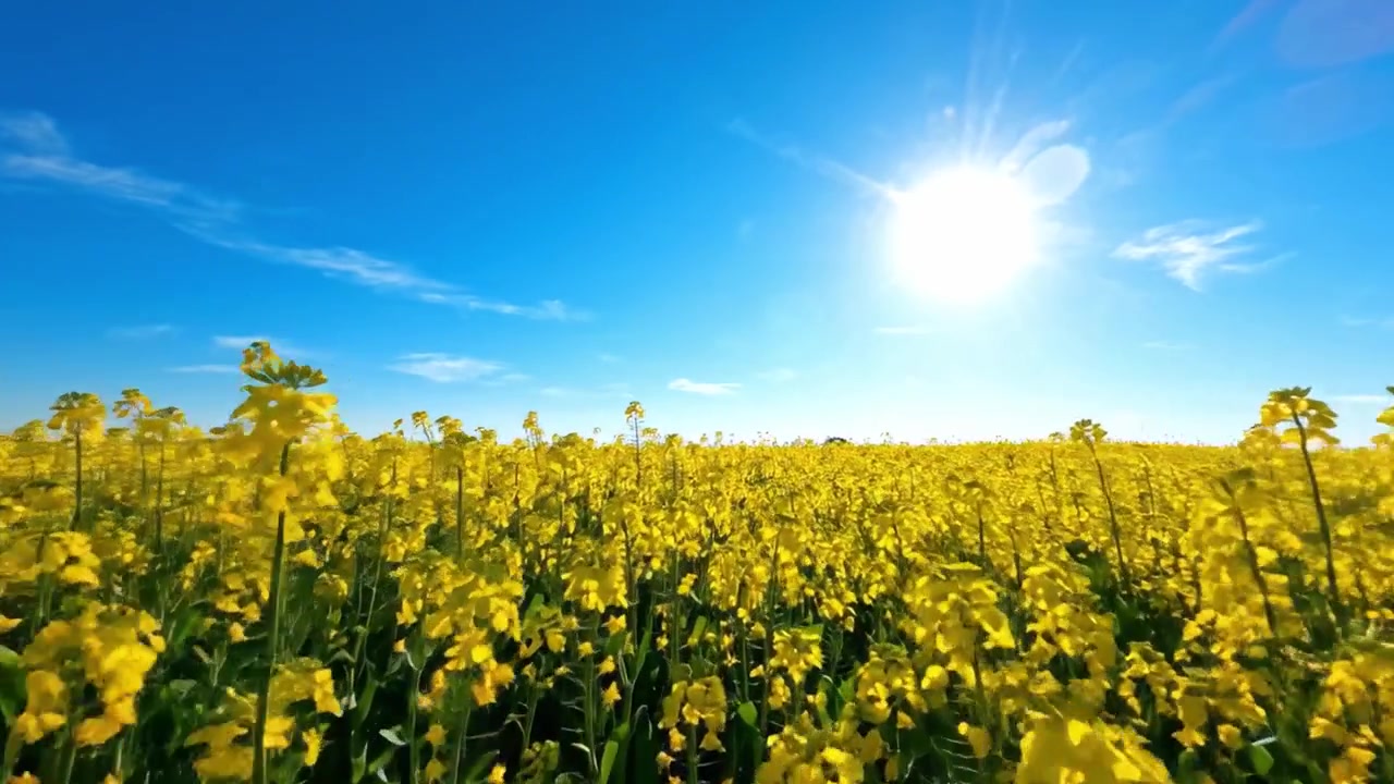 Un paesaggio vibrante di fiori gialli in fiore sotto un cielo azzurro e luminoso con la luce del sole che scende, creando un'atmosfera bella e pacifica dello splendore della natura.