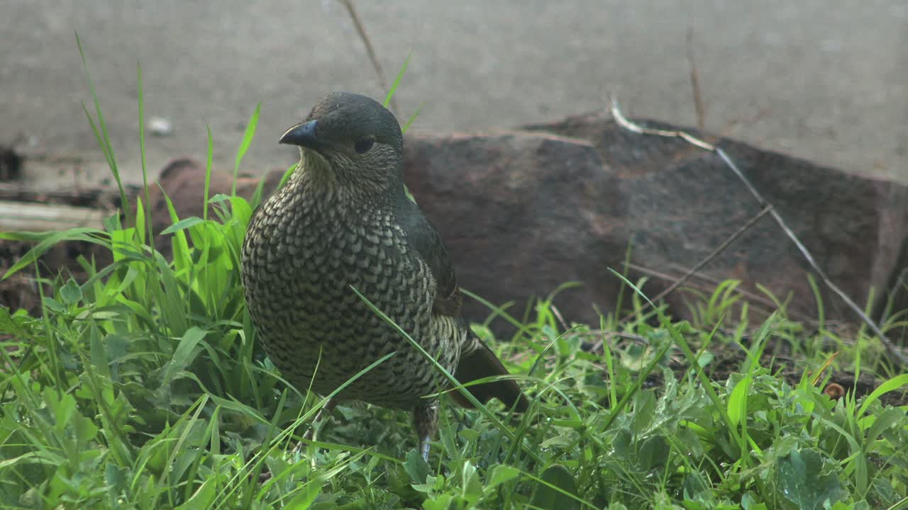 Small Brown Bird Eating a Leaf in the Grass
