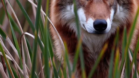 red wolf in marsh grass