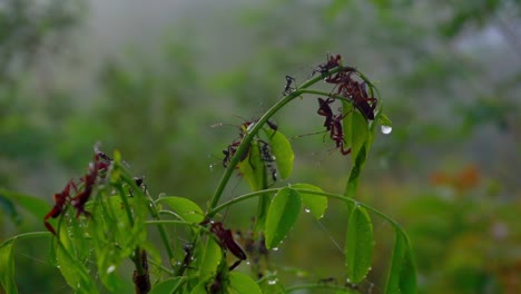 las hojas con un grupo de insectos están encaramadas