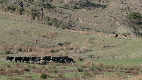 Neuseeländische-Rinder-Grasen-Am-Hang