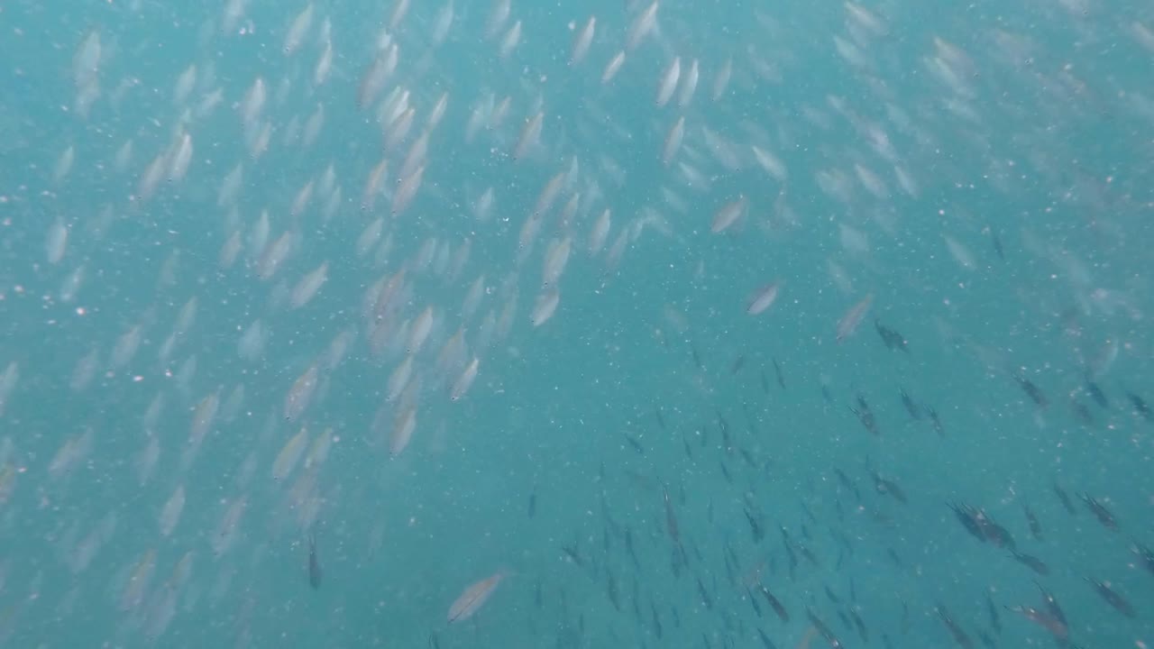 school of fish in turbid sea