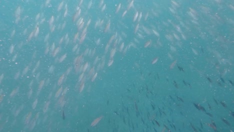 school of fish in turbid sea