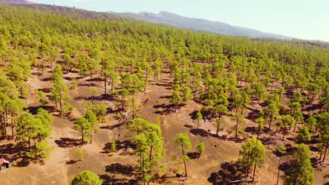 corona de bosque vibrante verde de la isla de tenerife, vista panorámica aérea izquierda