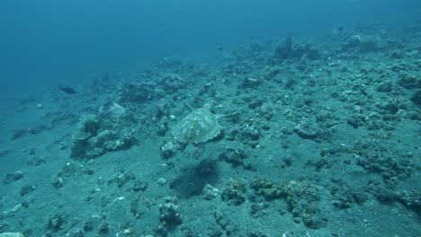 Sea-turtle-swimming-across-the-coral-reef,-underwater-dynamic-slow-motion