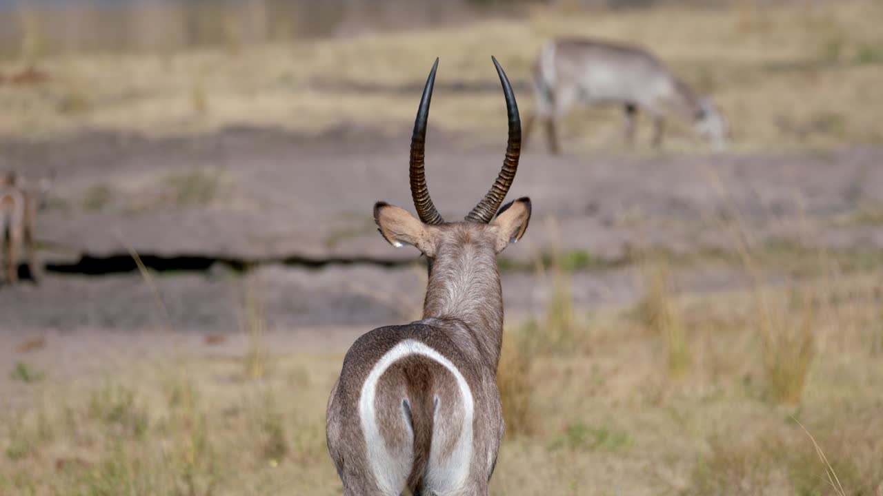 parte posterior del antílope macho reedbuck con cuernos largos de pie en el pasto de la sabana africana