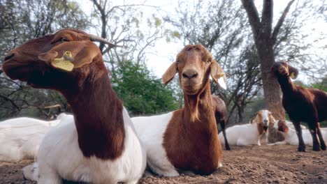 disparo en cámara lenta de dos cabras sentadas en el suelo de tierra con otras cabras detrás y un fondo de árboles y vegetación