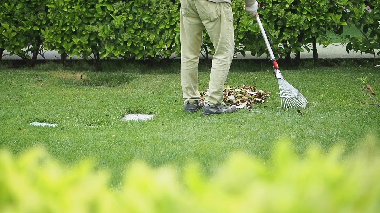Person Raking Fallen Leaves on a Green Lawn