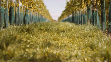 Cinematic-tilt-up-shot-between-two-young-vineyard-rows-on-sunny-day,-shallow-DOF