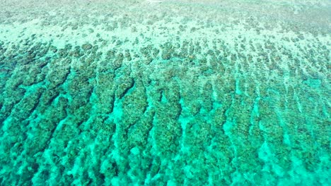hermoso arrecife de coral en el sur de japón, isla amami oshima