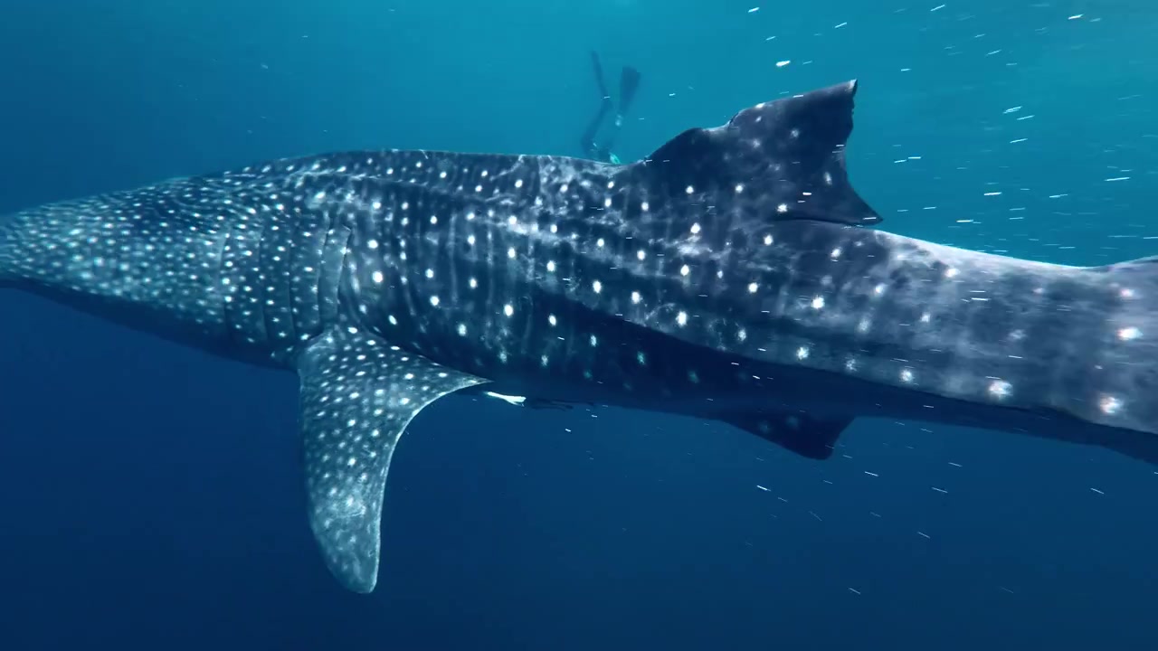 Experiência de turismo marinho tropical com tubarão-baleia