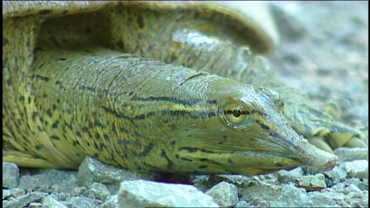 cerca de tortuga de caparazón blando en florida